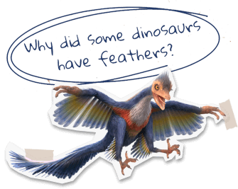 Microraptor. Why did some dinosaurs have feathers?